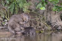 Eurasian beaver suckling a kit on the River Otter, Devon, UK